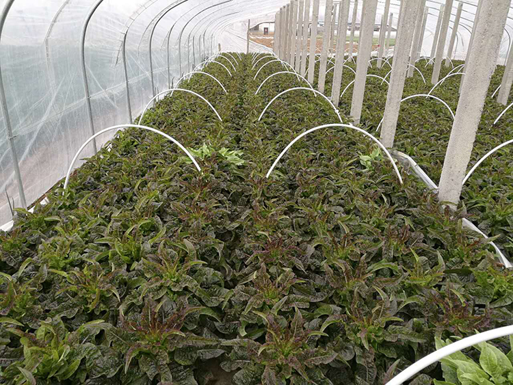 優(yōu)質萵筍 新鮮上市——綠色農產品的市場機遇與價值